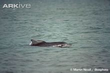 Западна Африка делфини