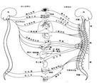 Аутономни нервни систем