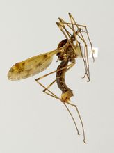 Велики комарац суперфамилија