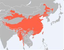 Кинеско-тибетански језик