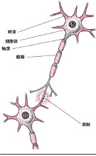 Нервне ћелије