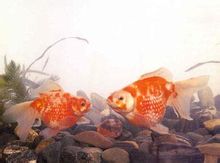 Птерис бисер цвет