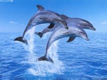 Сива делфин