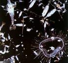 Морске планктоне